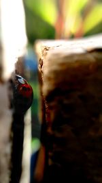 Close-up of ladybug on leaf