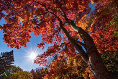 Low angle view of trees against sky during autumn