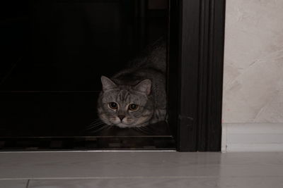 Close-up portrait of british shorthair cat 