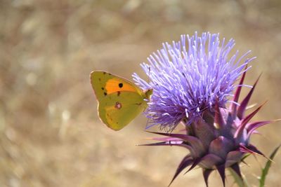 Close-up of butterfly on flower