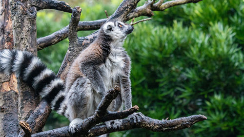 Giraffe sitting on tree
