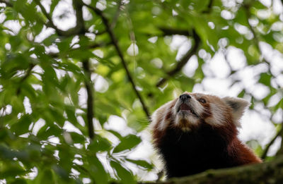 Low angle view of monkey on tree