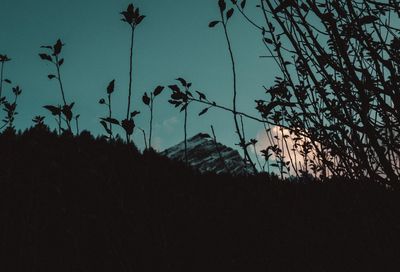Low angle view of silhouette trees against sky at sunset