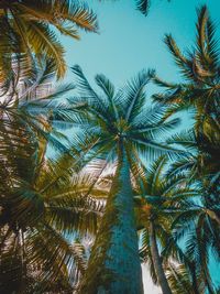 Low angle view of palm trees against clear sky