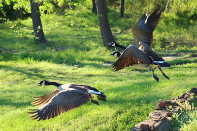 Birds flying over grassy field