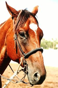 Close-up of horse