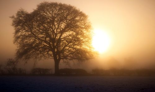 Silhouette trees on landscape against sky during sunset