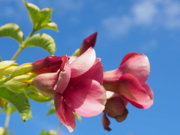 Close-up of pink flowering plant against blue sky