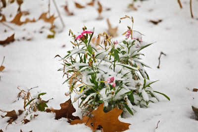 Flowering plant on snow covered field