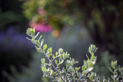 Close-up of purple flowering plant