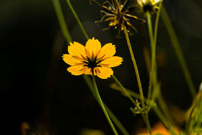 Close-up of yellow cosmos flower