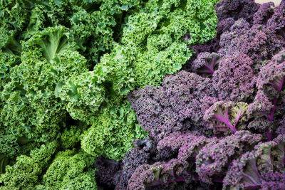 Full frame shot of purple and green kale at farmers market