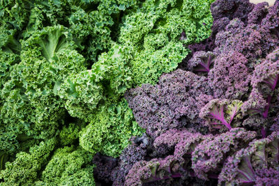 Full frame shot of purple plants