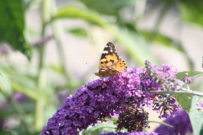 Close-up of butterfly pollinating on purple flower