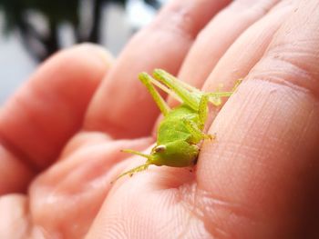 Close-up of hand holding leaf