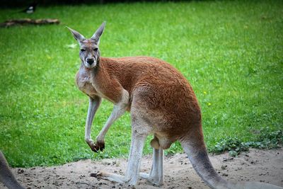 Deer standing on field