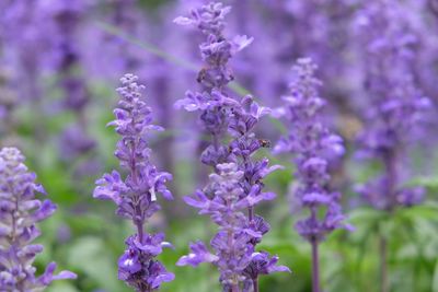 Close-up of purple flowering plants