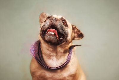 Close-up portrait of a dog