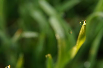 Close-up of grass