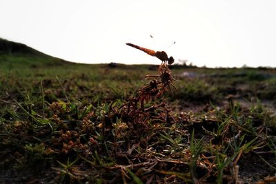 Close-up of insect on grass