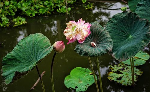 Close-up of lotus water lily in pond