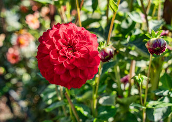 Close-up of pink flower