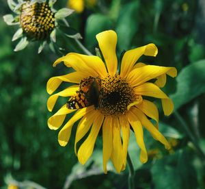 Close-up of butterfly on yellow flower