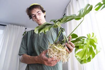  man holding monstera deliciosa, swiss cheese roots. cultivation and caring for indoor potted plants.