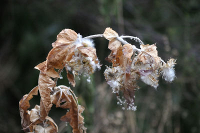 Close-up of dried plant