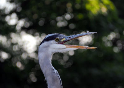 Close-up of a bird