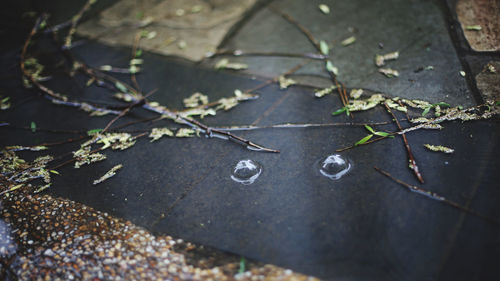 High angle view of wet leaves on land