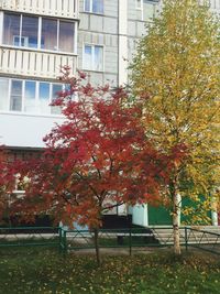 Flowering tree by building during autumn