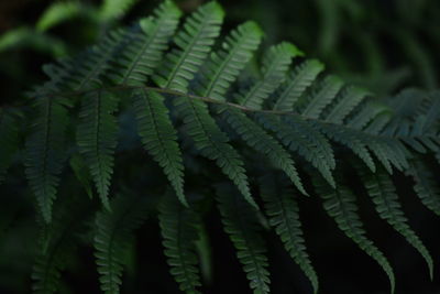 Close-up of fern leaves