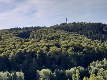 High angle view of trees in forest against sky