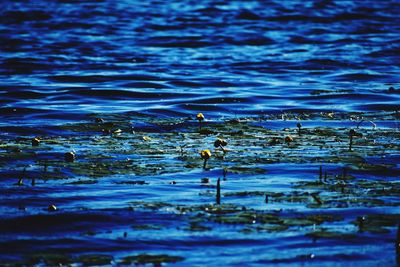 View of ducks swimming in lake