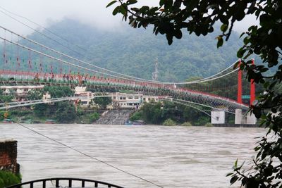 Trees with buildings in background