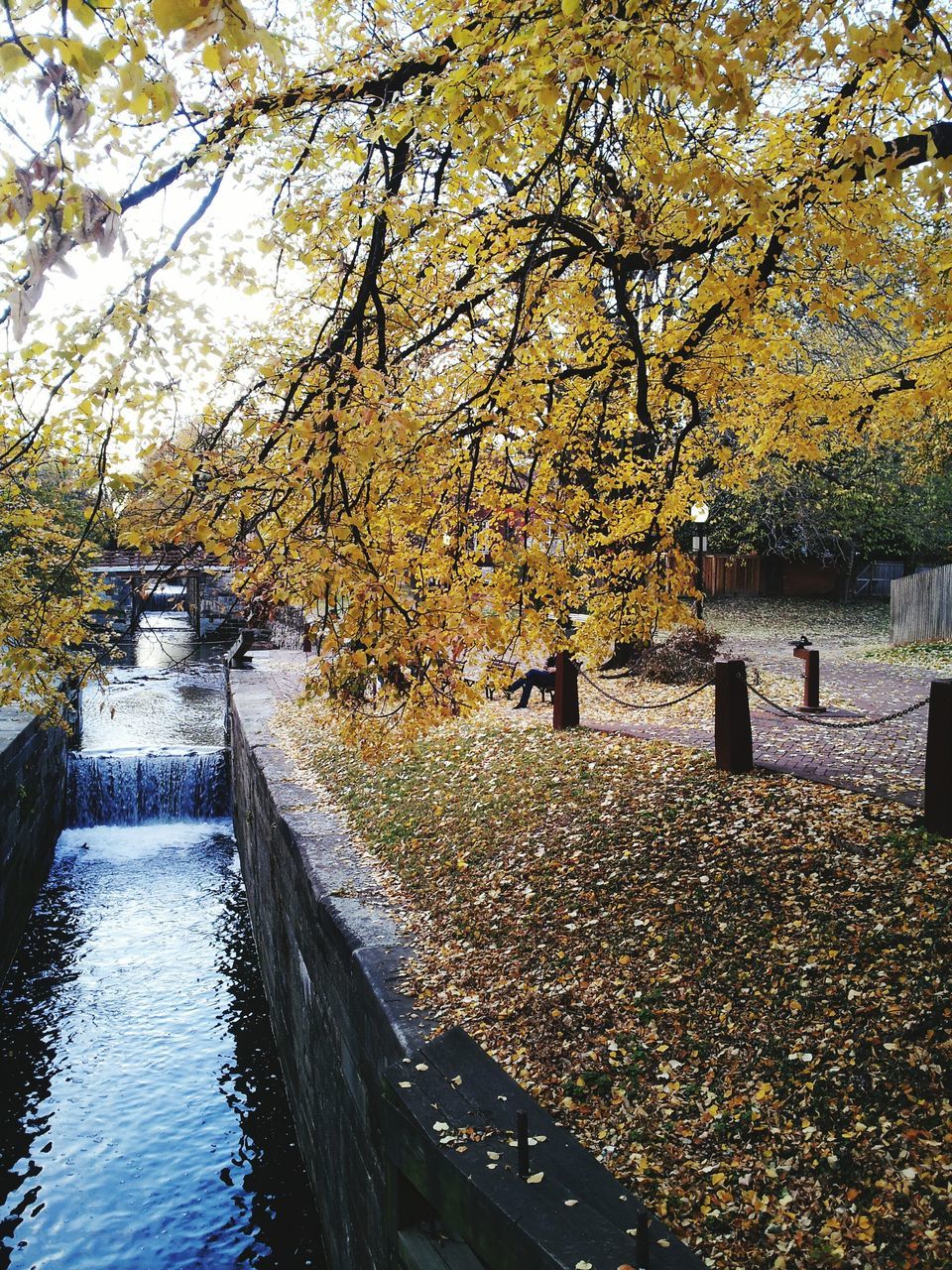 tree, water, autumn, branch, season, nature, tranquility, river, change, beauty in nature, built structure, lake, scenics, yellow, tranquil scene, architecture, growth, outdoors, day, waterfront