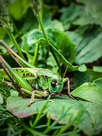 Close-up of frog on leaves