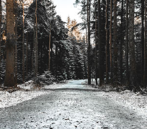 Trees in forest