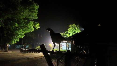 Silhouette bird perching on tree at night