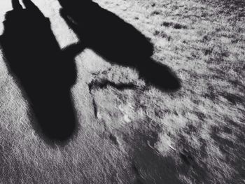 Low section of cat on shadow