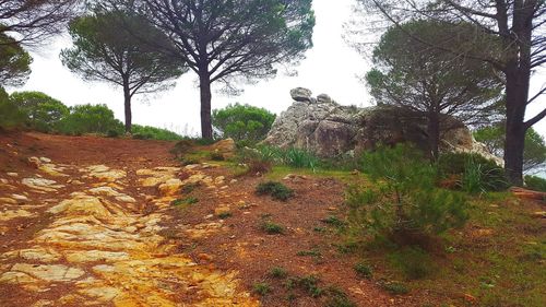 Trees growing on landscape