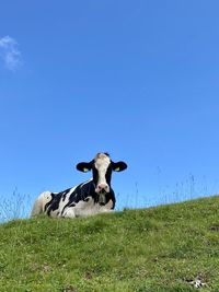 Lying cow on field against clear blue sky