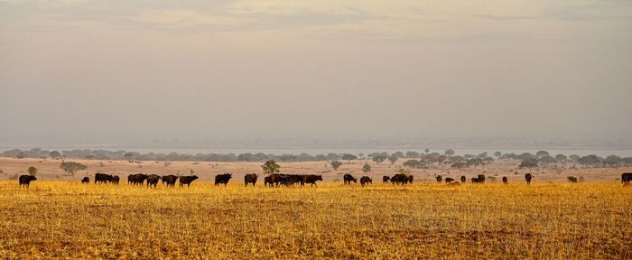 View of buffalo on field against sky