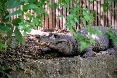 View of a reptile in a forest