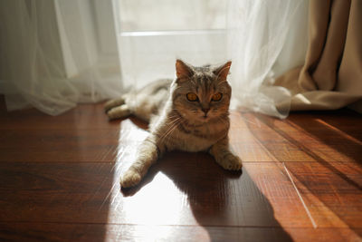Portrait of cat sitting on hardwood floor at home