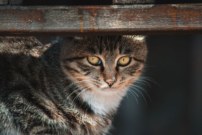 Close-up portrait of a cat