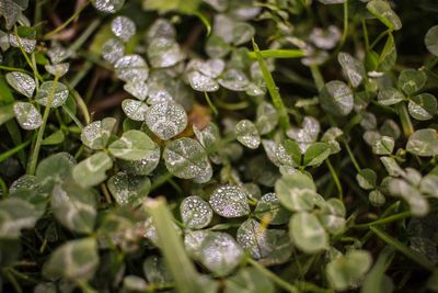 Close-up of wet plant leaves during rainy season