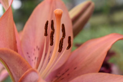 Close-up of red lily