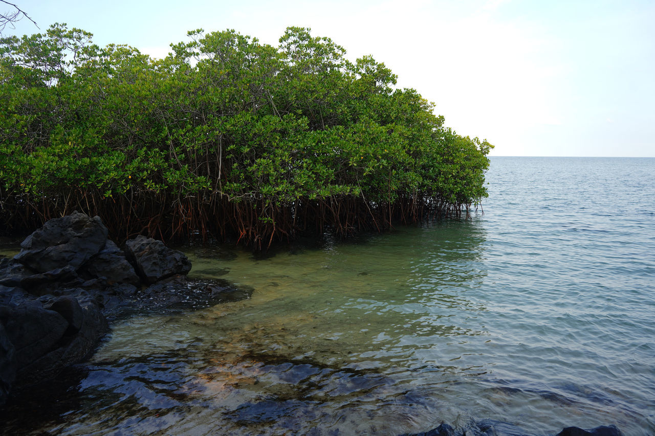 TREES GROWING ON ROCKS BY SEA AGAINST CLEAR SKY